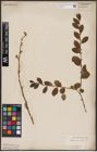 Foto von Salix aurita L.
